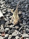 Springtime Texas Lizard (1211611)