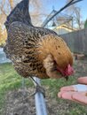 Playing with Amy's Chickens (1211563)