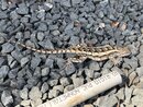 Springtime Texas Lizard (1211262)