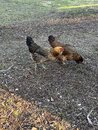 Playing with Amy's Chickens (1211599)