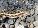 Springtime Texas Lizard (1211590)