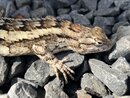 Springtime Texas Lizard (1211654)