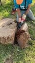 Palm Tree Removal in Bolivar (1216657)
