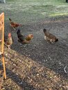 Playing with Amy's Chickens (1216468)