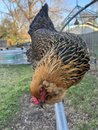 Playing with Amy's Chickens (1216380)