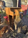 Playing with Amy's Chickens (1216639)