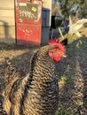 Playing with Amy's Chickens (1216654)