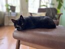 Asheville Pet Photos (1221562)