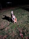 Asheville Pet Photos (1221498)