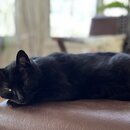 Asheville Pet Photos (1221441)