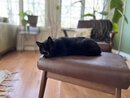 Asheville Pet Photos (1221199)