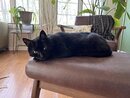 Asheville Pet Photos (1221071)