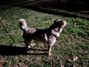 Asheville Pet Photos (1221230)