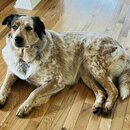 Asheville Pet Photos (1221236)