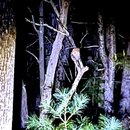 Snowy Night in Weaverville (1224646)