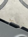 A Baby Praying Mantis (1231892)