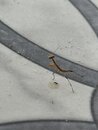 A Baby Praying Mantis (1231901)