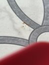 A Baby Praying Mantis (1232026)
