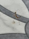 A Baby Praying Mantis (1232001)