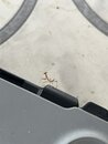 A Baby Praying Mantis (1232052)