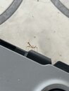 A Baby Praying Mantis (1231978)