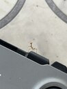 A Baby Praying Mantis (1232005)