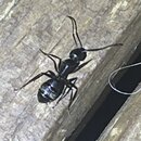 Rain Forest Insects (1243185)