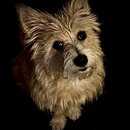 Atti in the Dark (1243217)