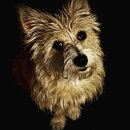 Atti in the Dark (1243127)