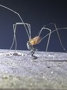 Daddy Long Legs (1244767)