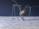 Daddy Long Legs (1244750)