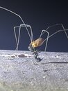 Daddy Long Legs (1244769)