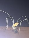 Daddy Long Legs (1244729)