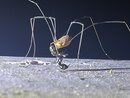 Daddy Long Legs (1244794)