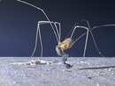 Daddy Long Legs (1244721)