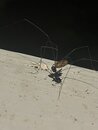 Daddy Long Legs (1244788)