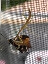 Mantis Eating a Moth (1249749)