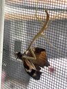 Mantis Eating a Moth (1249745)