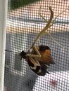 Mantis Eating a Moth (1249786)