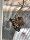 Mantis Eating a Moth (1249833)