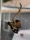 Mantis Eating a Moth (1249847)