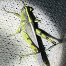 Grasshoppers and Moths