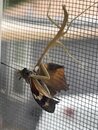 Mantis Eating a Moth (1249830)