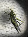 Grasshoppers and Moths (1250540)