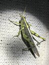 Grasshoppers and Moths (1250483)