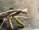 A Molting Praying Mantis (1255642)