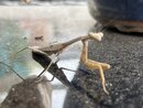 A Molting Praying Mantis (1255765)
