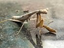 A Molting Praying Mantis (1255785)
