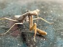 A Molting Praying Mantis (1255688)