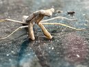 A Molting Praying Mantis (1255712)